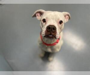 Bullboxer Pit Dogs for adoption in Denver, CO, USA
