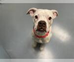 Small Bullboxer Pit