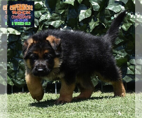 Medium Photo #5 German Shepherd Dog Puppy For Sale in MURRIETA, CA, USA