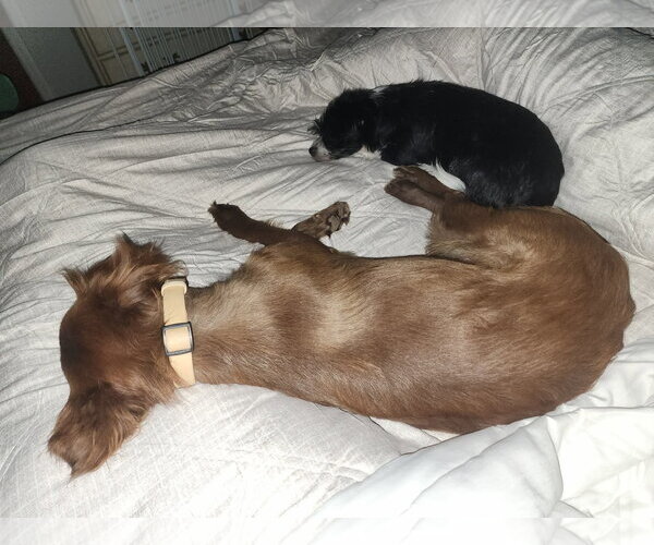 Medium Photo #4 Australian Shepherd-Unknown Mix Puppy For Sale in Grafton, WI, USA