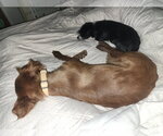 Small #3 Australian Shepherd Mix