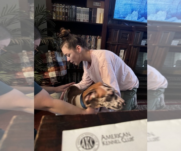 Medium Photo #9 Great Dane Puppy For Sale in ALIQUIPPA, PA, USA