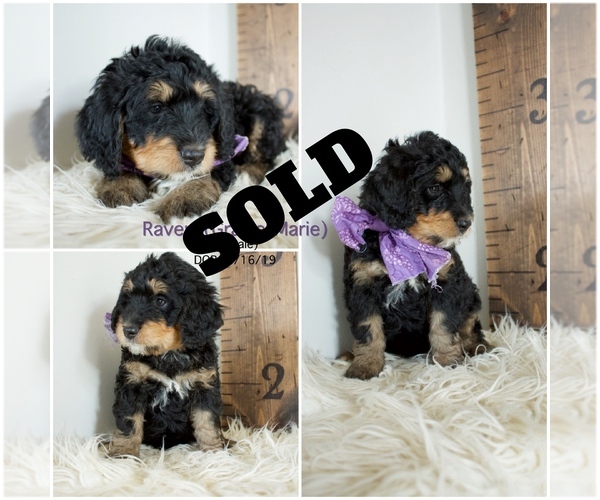 Medium Photo #8 Bernedoodle Puppy For Sale in FLOYD, IA, USA