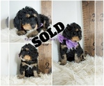 Small Photo #8 Bernedoodle Puppy For Sale in FLOYD, IA, USA
