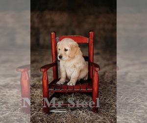 Golden Retriever Puppy for sale in NORTHPORT, WA, USA