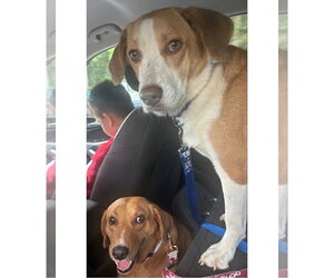 Labbe Dogs for adoption in Oakhurst, NJ, USA