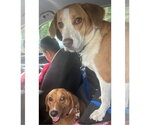 Peppa - true sweetheart - Female Labbe Dog for Adoption - Small photo