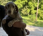 Small #17 Great Dane