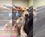 Jolene - Female Mutt Dog for Adoption - Small photo