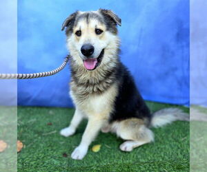 German Shepherd Dog-Unknown Mix Dogs for adoption in Long Beach, CA, USA