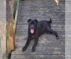 Staffordshire Bull Terrier-Unknown Mix Dogs for adoption in Shreveport, LA, USA