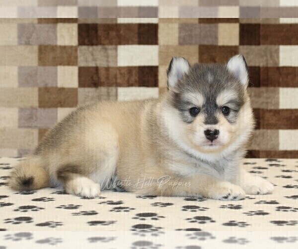 Medium Photo #2 Pomsky Puppy For Sale in DENVER, PA, USA