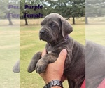 Puppy 3 Cane Corso