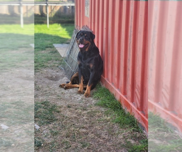 Full screen Photo #1 Rottweiler Puppy For Sale in VANCOUVER, WA, USA