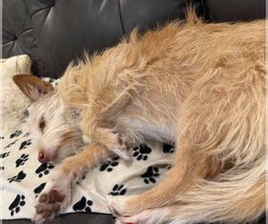 Kym's Ginger TX - Female Mutt Dog for Adoption - Photo #10