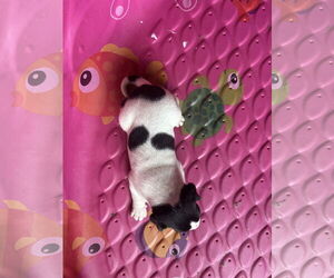 - Mix Dogs for adoption in The Woodlands, TX, USA