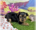 Small #3 Yorkshire Terrier