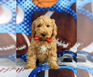 Double Doodle Puppy for sale in CHRISTIANA, PA, USA