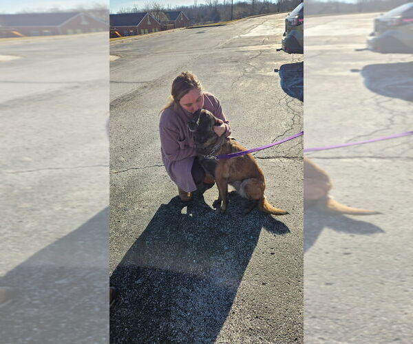 Medium Photo #3 Mutt Puppy For Sale in Imlay City, MI, USA