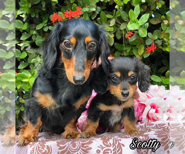 View Ad Dachshund Litter of Puppies for Sale near Florida, MIAMI, USA