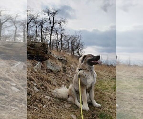 Medium Photo #1 Bernese Mountain Dog-Caucasian Shepherd Dog Mix Puppy For Sale in STEVENS, PA, USA