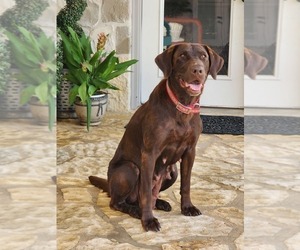 Mother of the Labrador Retriever puppies born on 06/02/2026
