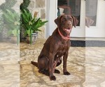 Small Photo #1 Labrador Retriever Puppy For Sale in COMFORT, TX, USA