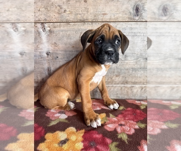 Medium Photo #4 Boxer Puppy For Sale in VERMONTVILLE, MI, USA