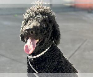 Poodle (Standard) Dogs for adoption in Martinez, CA, USA