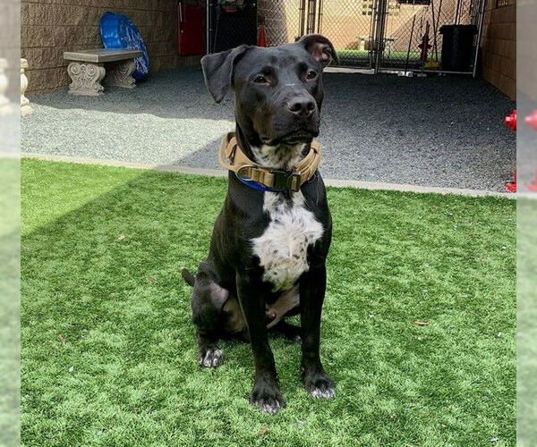 Medium Photo #2 Mutt Puppy For Sale in Moreno Valley, CA, USA