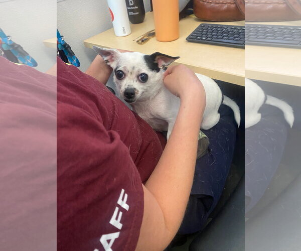 Medium Photo #7 Chihuahua-Unknown Mix Puppy For Sale in San Francisco, CA, USA