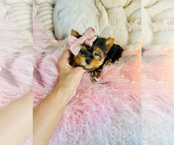 Medium Photo #9 Shiranian Puppy For Sale in BOCA RATON, FL, USA