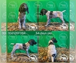 Small #1 German Shorthaired Pointer