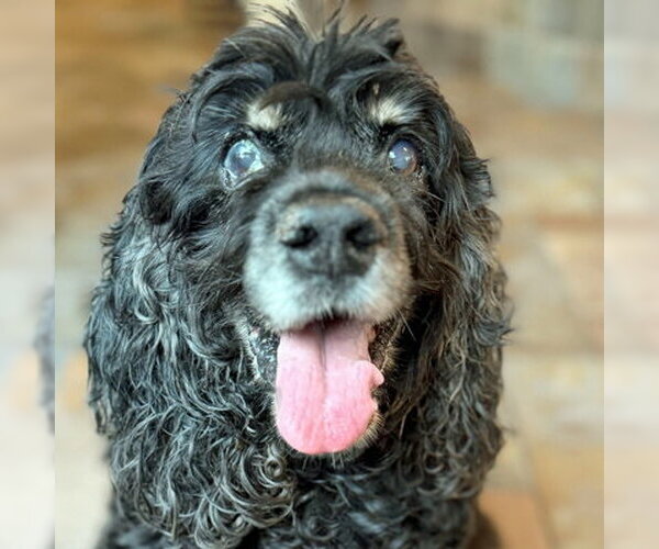 Medium Photo #8 Cocker Spaniel Puppy For Sale in Arlington, VA, USA