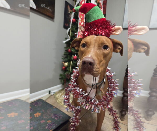 Medium Photo #6 Unknown-Vizsla Mix Puppy For Sale in Magnolia Springs, AL, USA