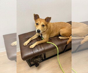 Labrador Retriever-Unknown Mix Dogs for adoption in New York, NY, USA