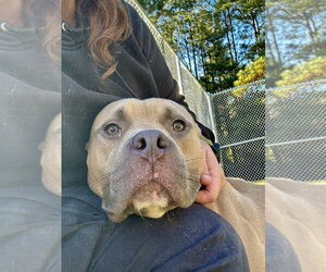 Mutt Dogs for adoption in Glen Allen, VA, USA