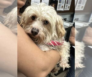 Mutt Dogs for adoption in Stockton, CA, USA