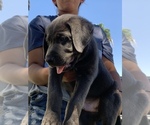 Small Photo #11 Labrador Retriever Puppy For Sale in HENDERSON, NV, USA