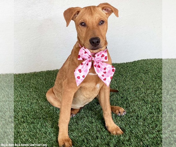 Medium Photo #2 Rhodesian Ridgeback-Unknown Mix Puppy For Sale in San Diego, CA, USA