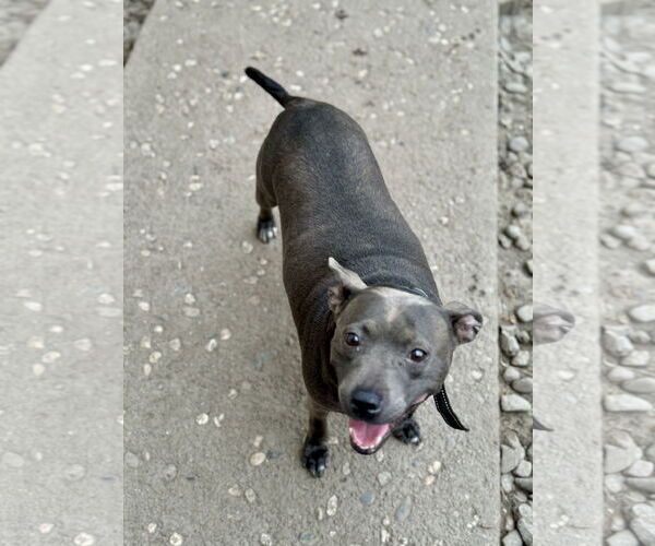Medium Photo #1 American Staffordshire Terrier-Unknown Mix Puppy For Sale in Stckton, CA, USA