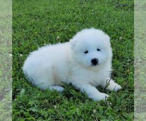 Samoyed Puppy for sale in WITHEE, WI, USA