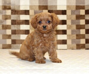 Cavapoo (Miniature) Puppy for sale in DENVER, PA, USA