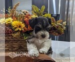 Small #5 Schnauzer (Miniature)