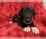 Small Photo #7 Great Dane Puppy For Sale in HARDINSBURG, IN, USA