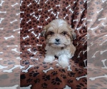 Image preview for Ad Listing. Nickname: Rolo