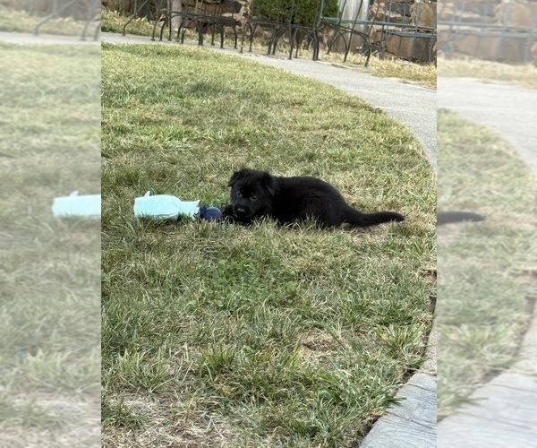 Medium Photo #6 German Shepherd Dog Puppy For Sale in HAMILTON, VA, USA