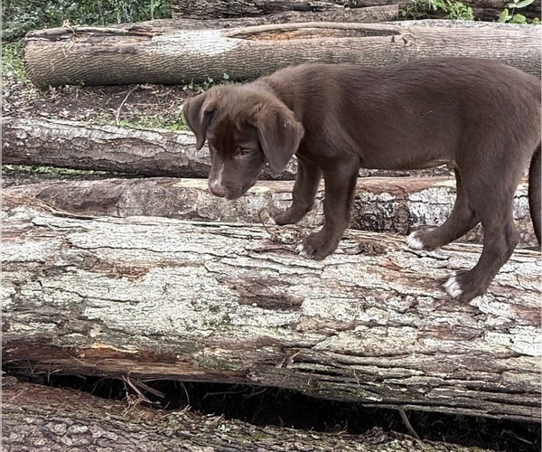 Medium Photo #9 Borador Puppy For Sale in MARION, VA, USA