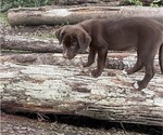 Small #8 Borador