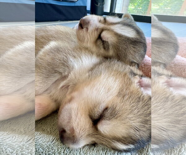 Medium Photo #9 Siberian Husky-pomeranian spitz Mix Puppy For Sale in Holly Springs, NC, USA